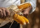 Canadá se suma a consultas de EU contra México por maíz transgénico