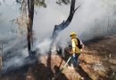 Coesfo liquida y controla cinco incendios en Oaxaca