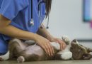 En México existen más de 50 mil médicos veterinarios