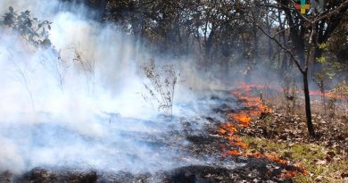 Un incendio forestal liquidado en las altas montañas y uno activo en Tatatila: Conafor