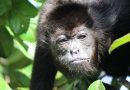 Semarnat asegura que muertes de monos aulladores se han «estabilizado»; ONG registra 6 decesos más