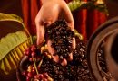 Invita Sectur Oaxaca a recorrer y disfrutar la Ruta del Café Pluma Aromas de la Sierra Sur