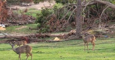 Venados del Club de Golf de Acapulco están en óptimas condiciones
