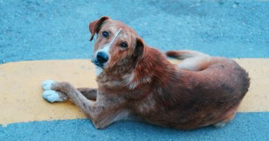 Presentan primera indicación terapéutica contra gusano barrenador en perros ante más de 8,500 casos en México