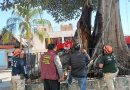 Evalúan autoridades ambientales daños en Árbol Notable de la Capilla de Belén