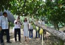 PRESIDENTA CLAUDIA SHEINBAUM ANUNCIA PROYECTO “PRECIO JUSTO PARA EL CACAO DE TABASCO”; IMPULSARÁ PRODUCCIÓN Y EXPORTACIÓN DE CHOCOLATE BIENESTAR