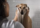 Humedad y lluvias: el ambiente ideal para infecciones de piel en perros y gatos, advierten especialistas