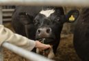 Día Mundial de la Zoonosis: 3 de cada 4 enfermedades infecciosas nuevas tienen origen animal