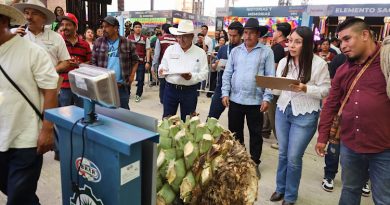 Celebran el Día de la y el Magueyero Oaxaqueño con concurso “La Piña de Maguey Más Pesada”