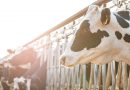 México se consolida como el segundo productor de leche en LATAM e impulsa la adopción de tecnologías para el bienestar animal en la región