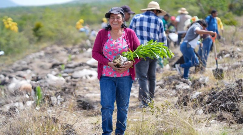 Siembra Oaxaca 12 mil plantas en Teotongo como parte de la Jornada Nacional de Reforestación 2026