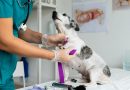 Día del Veterinario: Solo 1 de 7 aspirantes logra estudiar Medicina Veterinaria en México, pero la demanda por especialistas continúa creciendo