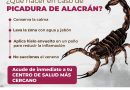 Emite SSO recomendaciones para evitar picadura de alacrán