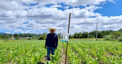 Oaxaca lo logró: alcanza autosuficiencia en producción de maíz
