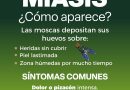 Pide SSO prestar atención en heridas para prevenir contagio de miasis por gusano barrenador en personas